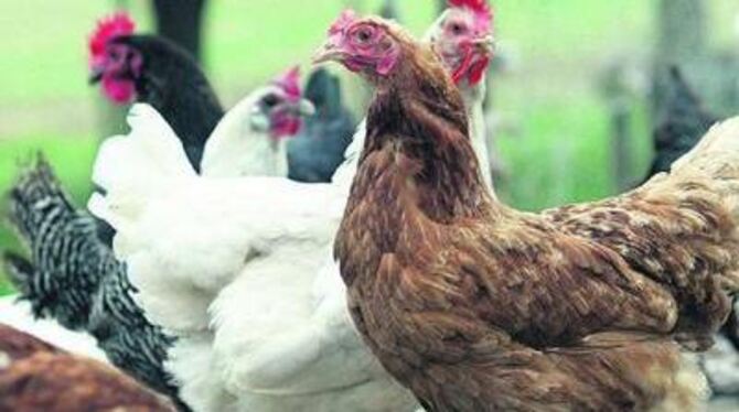 Platz den Hühnern: Seit Januar gilt das Käfigverbot für Legehennen. FOTO: DPA