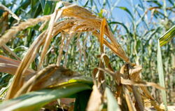 ARCHIV - Vertrocknete Maispflanzen stehen in einem Maisfeld bei Manching auf trockenem und rissigem Boden. In Bayern herrschte e