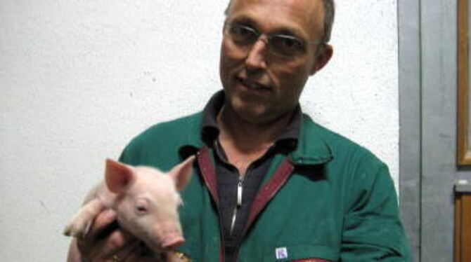 Sieben Tage alt das kleine Schwein in der Hand des Mörsinger Bauern Johannes Traub. Sein Betrieb ist auf Ferkel spezialisiert. F