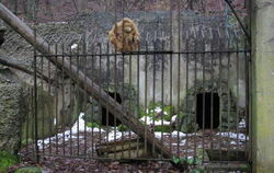 &raquo;D'r Aff ist durch&laquo; hieß es öfter mal bei Mannheims Tierpark am Spitzberg. Plüschaffe Fips war nur kurz zu Besuch.  