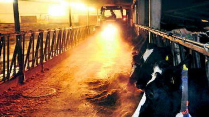 Stallidylle auf dem Bio-Bauernhof: Mit dem Traktor serviert Olaf Pank seinem lieben Vieh köstlichen »Eintopf«. FOTO: TRINKHAUS