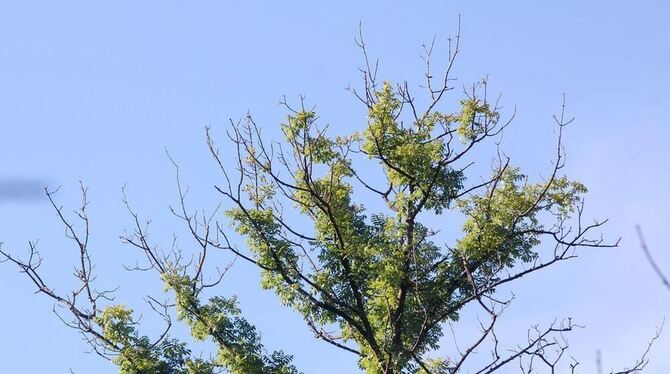 Ein Pilz greift Eschen an den Trieben und den Wurzeln an und destabilisiert sie im Lauf der Jahre. ARCHIVFOTO: PFISTERER Ein Pilz greift Eschen an den Trieben und den Wurzeln an und destabilisiert sie im Lauf der Jahre. ARCHIVFOTO: PFISTERER