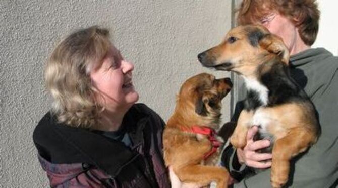 Olivera und Olivier, die beiden rumänischen Straßenhunde, hätten gerne ein neues Zuhause. Als Geschenk für Weihnachten kommen si