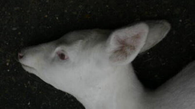 Wildunfall bei Rübgarten: Dieses Albino-Reh kollidierte mit einem Auto und verendete noch am Unfallort. FOTO: PD