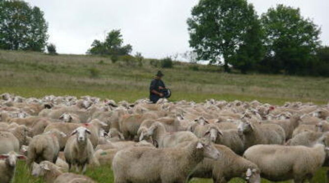 Die Schwäbische Alb - undenkbar ohne die Schafherden, die über die kargen Flächen ziehen. Doch bleibt das alles so?  FOTO: DEWAL