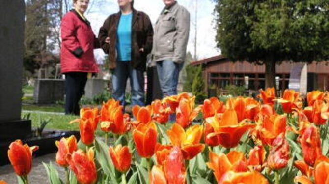 Noch stehen längst nicht alle Gönninger Tulpen in voller Blüte. Aber das wird. FOTO: STÖRK