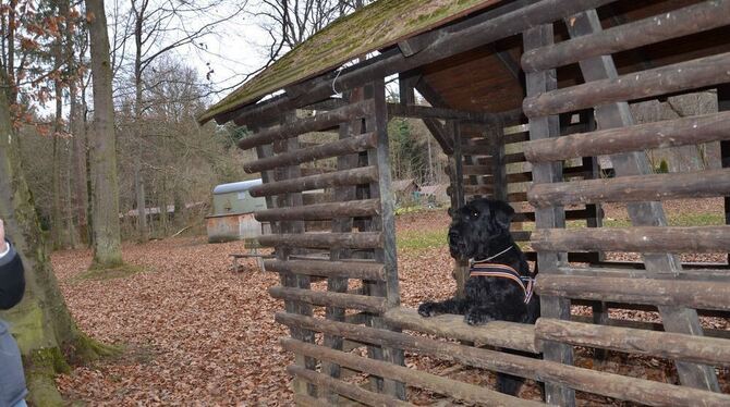 Morgens spielen hier bisher die Kinder des Waldkindergartens, nachmittags auch gern Hunde: Der Spielplatz Tannenwald wird sanier