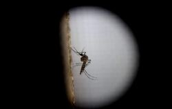 Die Mückenart «Aedes aegypti» kann Träger des Zika-Virus sein. Foto: Esteban Biba