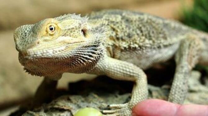 Die Bartagame, eine Wüstenbewohnerin, ist relativ problemlos im Terrarium zu halten. Wer sein Becken in Schuss hält, hat lange F