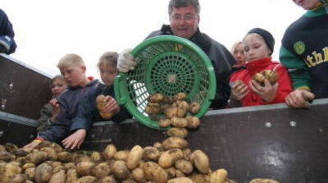 Kartoffellesen auf dem Acker steht auch in diesem Jahr für die jungen Besucher des Kartoffelfestes wieder auf dem Programm. GEA-