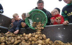 Kartoffellesen auf dem Acker steht auch in diesem Jahr für die jungen Besucher des Kartoffelfestes wieder auf dem Programm. GEA-
