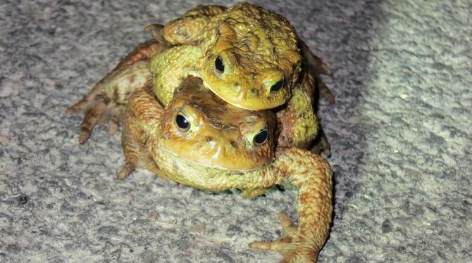 Huckepack zum Hochzeitsplatz. FOTO: PRIVAT