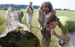Barbara Lupp (von rechts), Lydia Nittel und BUND-Praktikant Andreas Lenz inspizieren Wildbienen-Löcher an einem Baumstamm am Weg