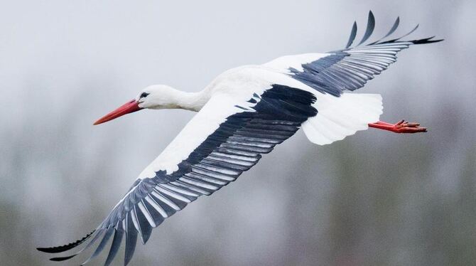 Ein Weißstorch.