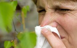 Es geht wieder los: Allergiker könnten in diesem Jahr mehr Probleme mit Birkenpollen bekommen als zuvor. Foto: Patrick Pleul/
