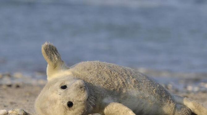 Eine junge Kegelrobbe genießt auf der sogenannten Düne vor Helgoland die Sonne. In der Nordsee hat die Wurfsaison der Kegelro Eine junge Kegelrobbe genießt auf der sogenannten Düne vor Helgoland die Sonne. In der Nordsee hat die Wurfsaison der Kegelro