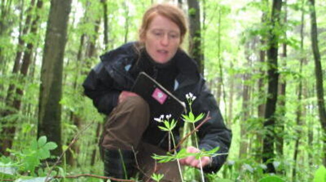 Die Biologin Steffi Socher kartiert im Wald bei Gomadingen Pflanzen - ein kleiner Beitrag zum größten deutschen Forschungsprojek