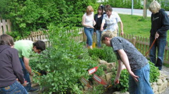 Über ein Dutzend Schülerinnen und Schüler kümmern sich regelmäßig um den Kräutergarten der Realschule Pliezhausen.  FOTO: MERKLE