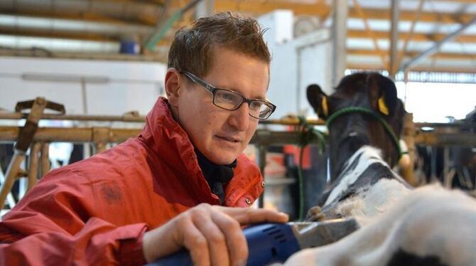 Kuhfriseur Jürgen Krämer rasiert in Pomster (Rheinland-Pfalz) die Kuh Elaine, um sie für einen Schönheitswettbewerb vorzubere