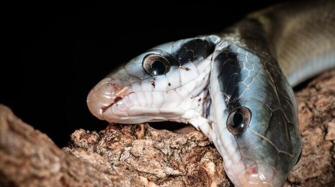 Die Höhlenschönnatter hat sowohl zwei zwei Luft- als auch zwei Speiseröhren. Foto: Zoo Rostock/Axel Dobbertin