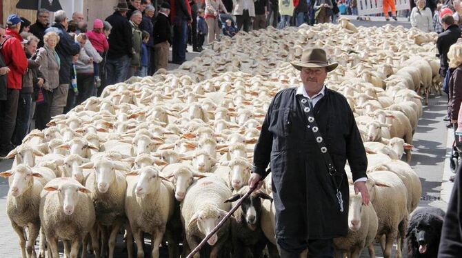 Der Hüter und seine Herde: Gerhard Stotz wird mit seinen Schafen wieder durch die Münsinger Innenstadt ziehen.  FOTO: KOZJEK