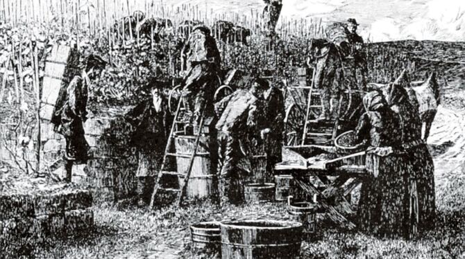 Weinstadt Reutlingen: Auf Scheibengipfel und Achalm kultivierten Weingärtner im 19. Jahrhundert Reben.   BILD: GEA-REPRO/STADTAR