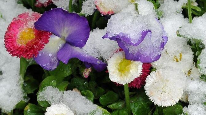 Bunte Frühlingsblumen - mit Schnee überzogen. Tief »Elke« hat winterliche Temperaturen gebracht. Foto: Ursula Düren