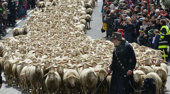 Schaulauf der Schafe, anschließend schlendern und schauen: Das wollten sich die Münsinger und ihre Gäste nicht entgehen lassen – Schneegestöber hin oder her.