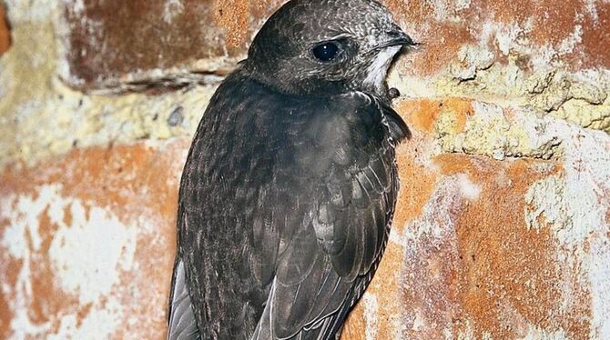 Der Nabu schafft auf den Härten Wohnraum für Mauersegler. FOTO: PRIVAT