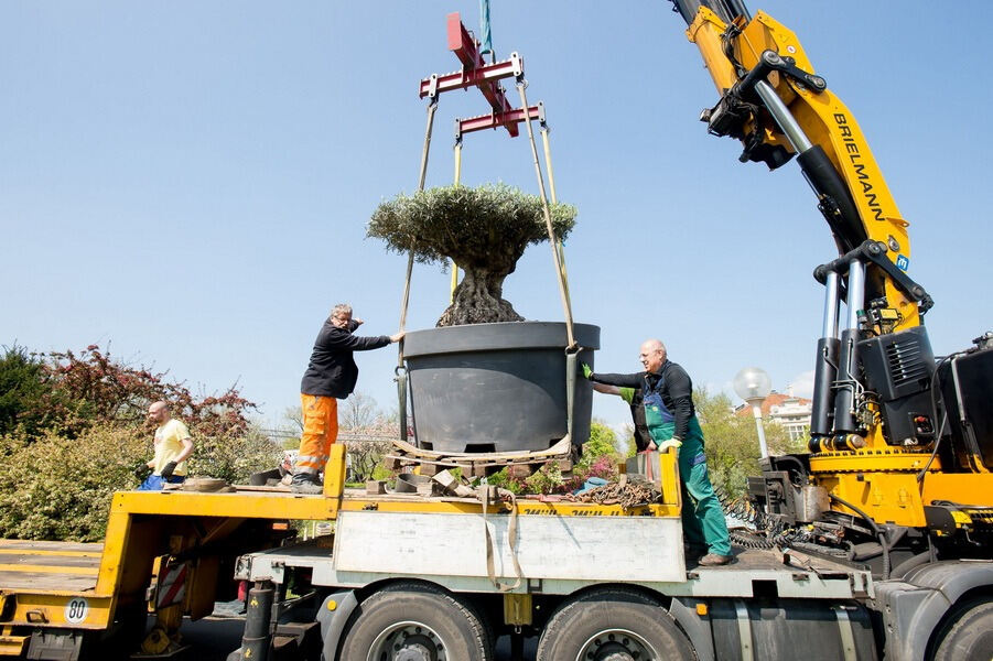 Aufbau Garden Life 2016