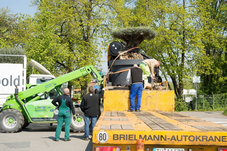 Aufbau Garden Life 2016