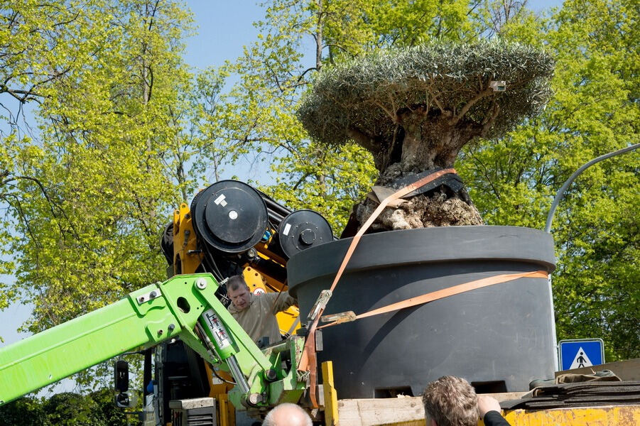 Aufbau Garden Life 2016