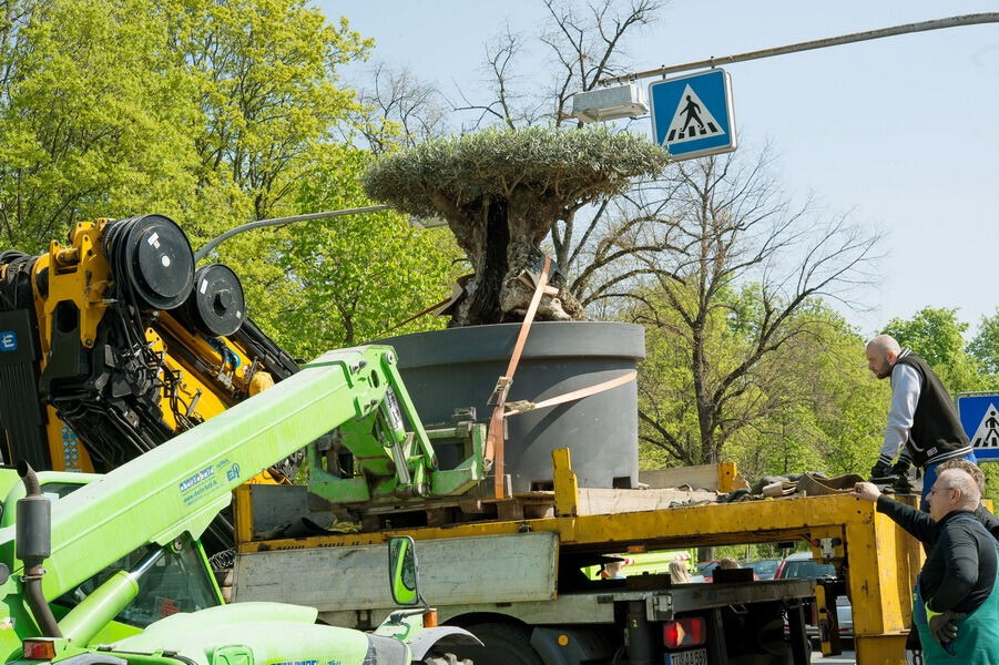 Aufbau Garden Life 2016