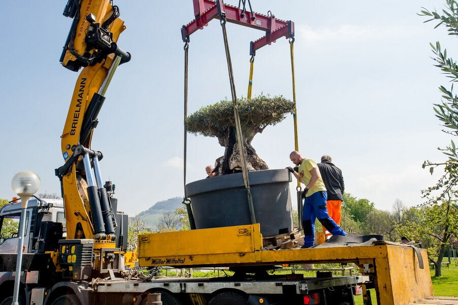Aufbau Garden Life 2016