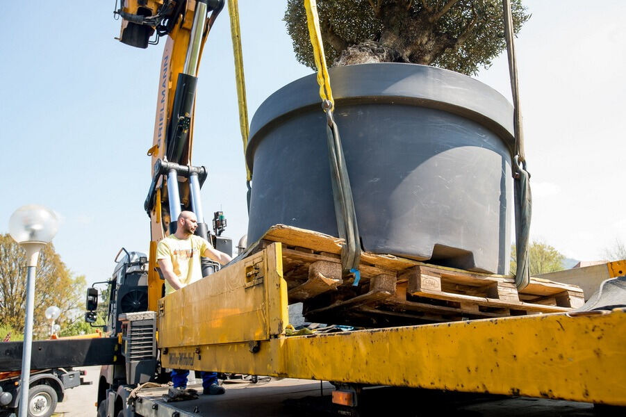 Aufbau Garden Life 2016