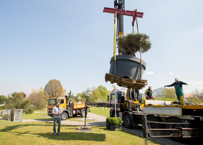 Aufbau Garden Life 2016