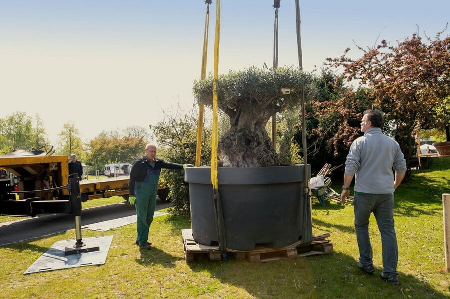 Aufbau Garden Life 2016