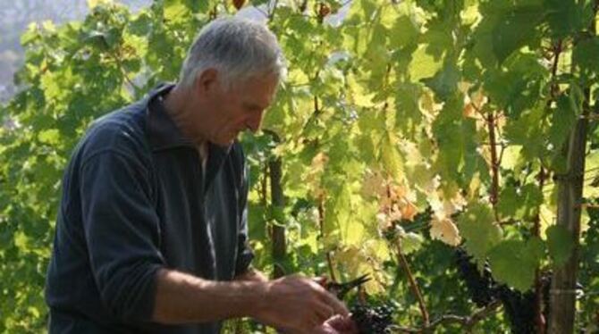 Wilhelm »Helm« Görlach erntet sorgfältig den Portugieser, auf dass keine einzige faule Traube in die Maische gerät.
GEA-FOTO: FI