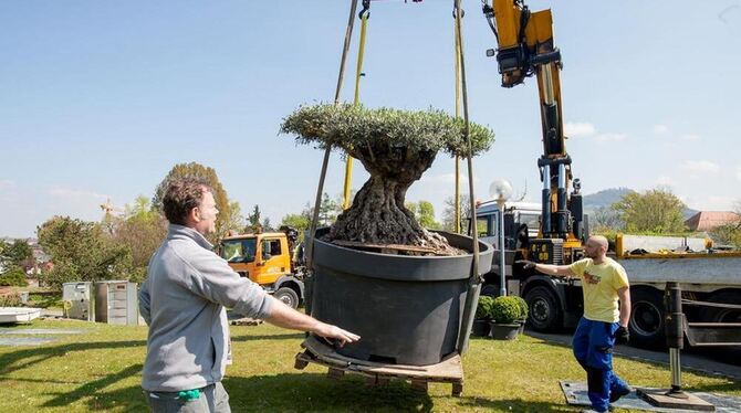 Da soll er hin: Der vier Tonnen schwere Olivenbaum steht während der Garden Life im Schaugarten der Stadt Lindau.