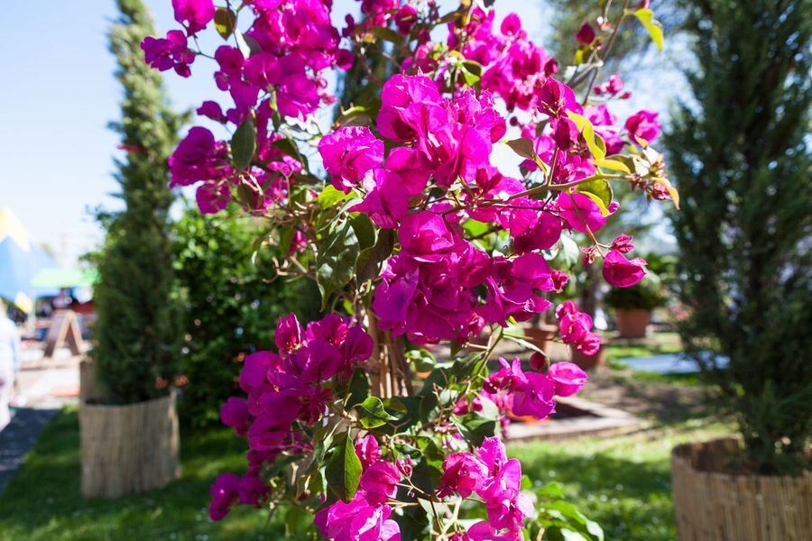 Garden Life in der Pomologie 2016