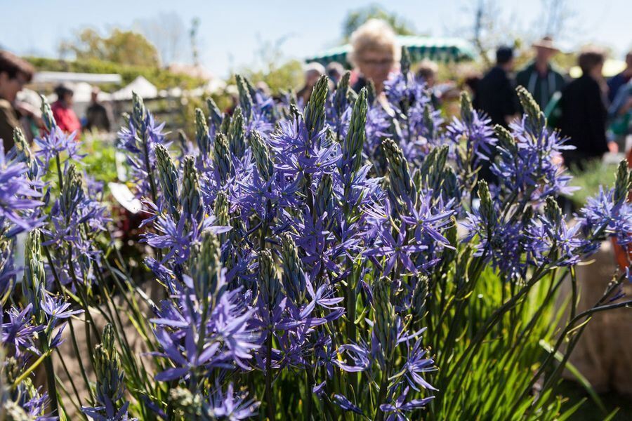 Garden Life in der Pomologie 2016