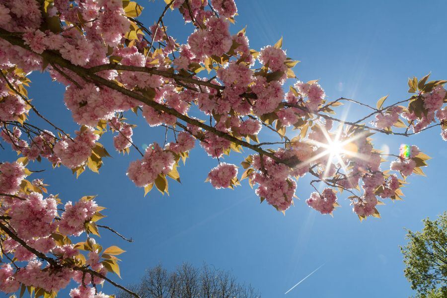 Garden Life in der Pomologie 2016