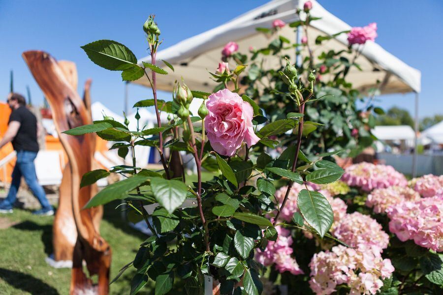 Garden Life in der Pomologie 2016