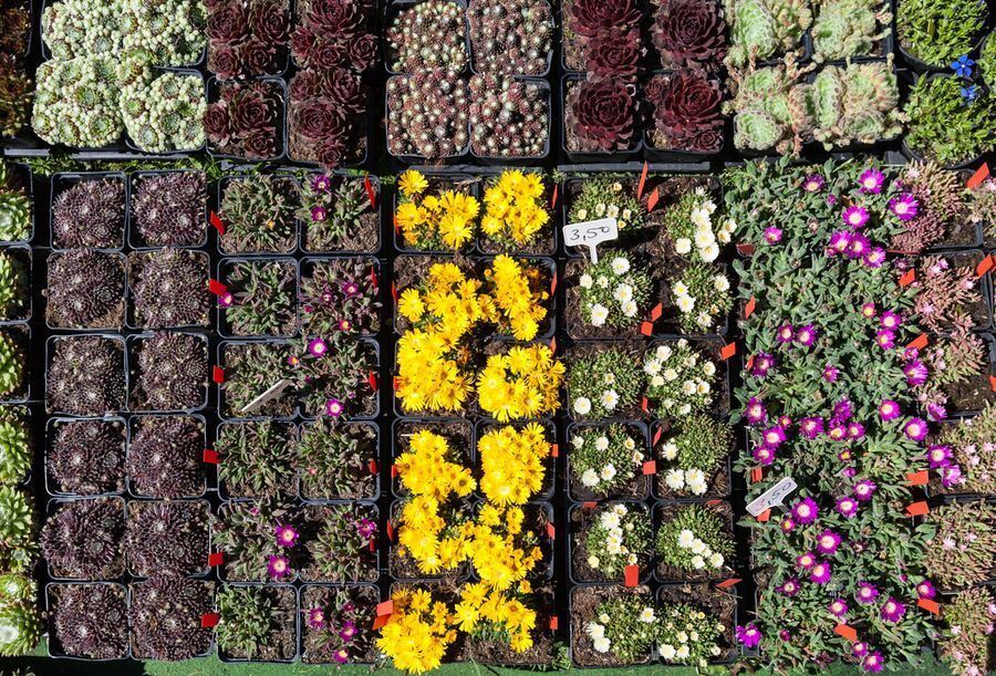 Garden Life in der Pomologie 2016