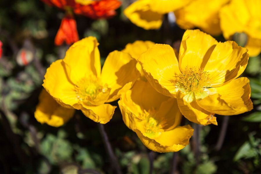 Garden Life in der Pomologie 2016