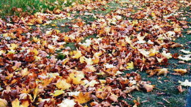 Herbstliches Laub ist schön anzusehen, aber für viele Gärtner ein Entsorgungsproblem. FOTO: DISA