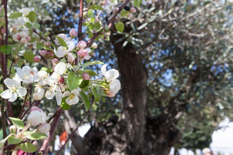 Garden Life in der Pomologie 2016