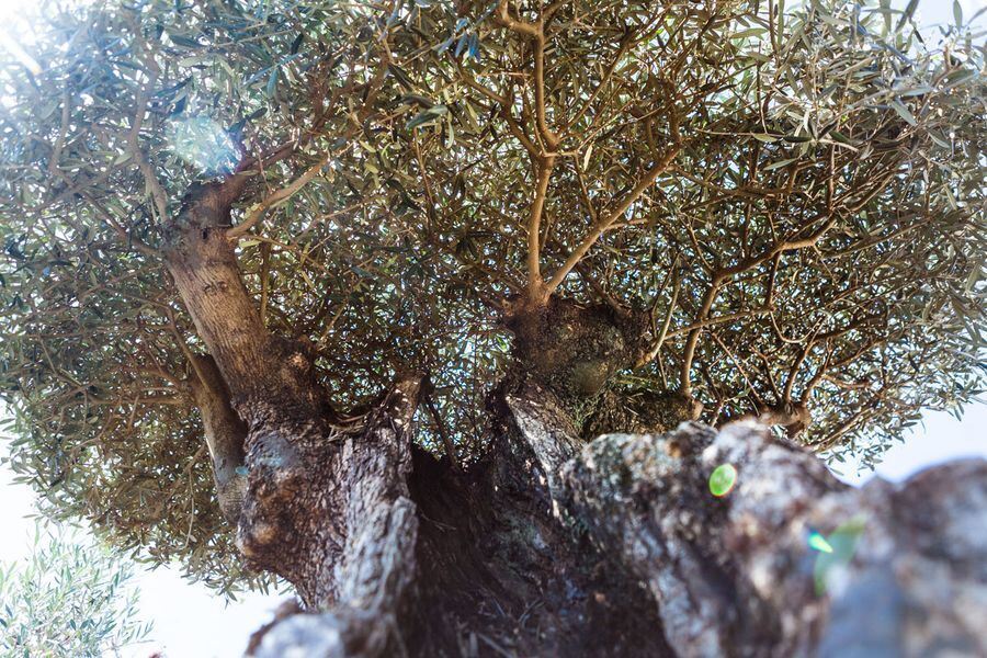 Garden Life in der Pomologie 2016