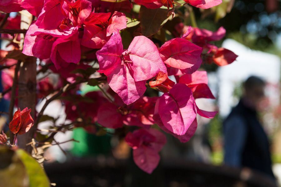 Garden Life in der Pomologie 2016