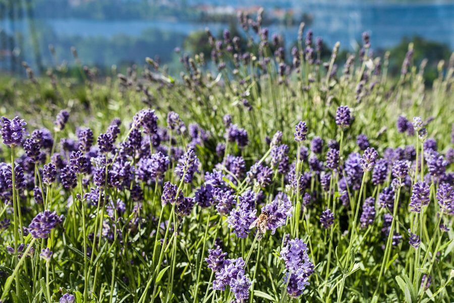 Garden Life in der Pomologie 2016